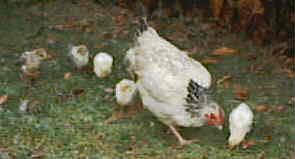 Thora the Bird plus five fluffy chicks