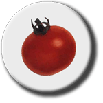 Gardeners Delight tomato